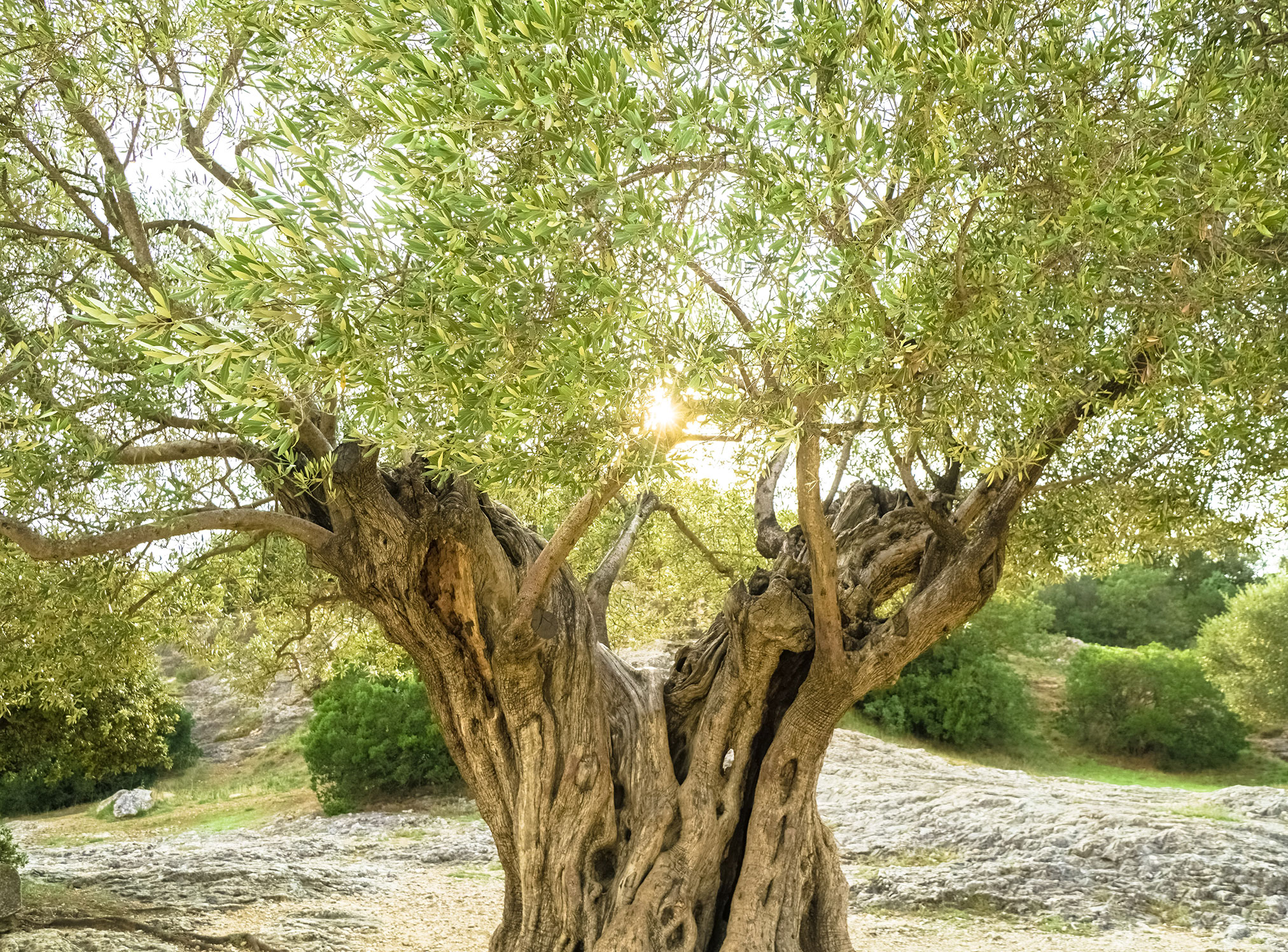 Un olivo como puente hasta la identidad rural perdida