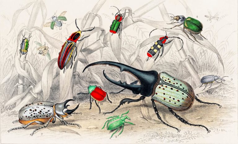 Lo que los insectos nos enseñan sobre la economía circular