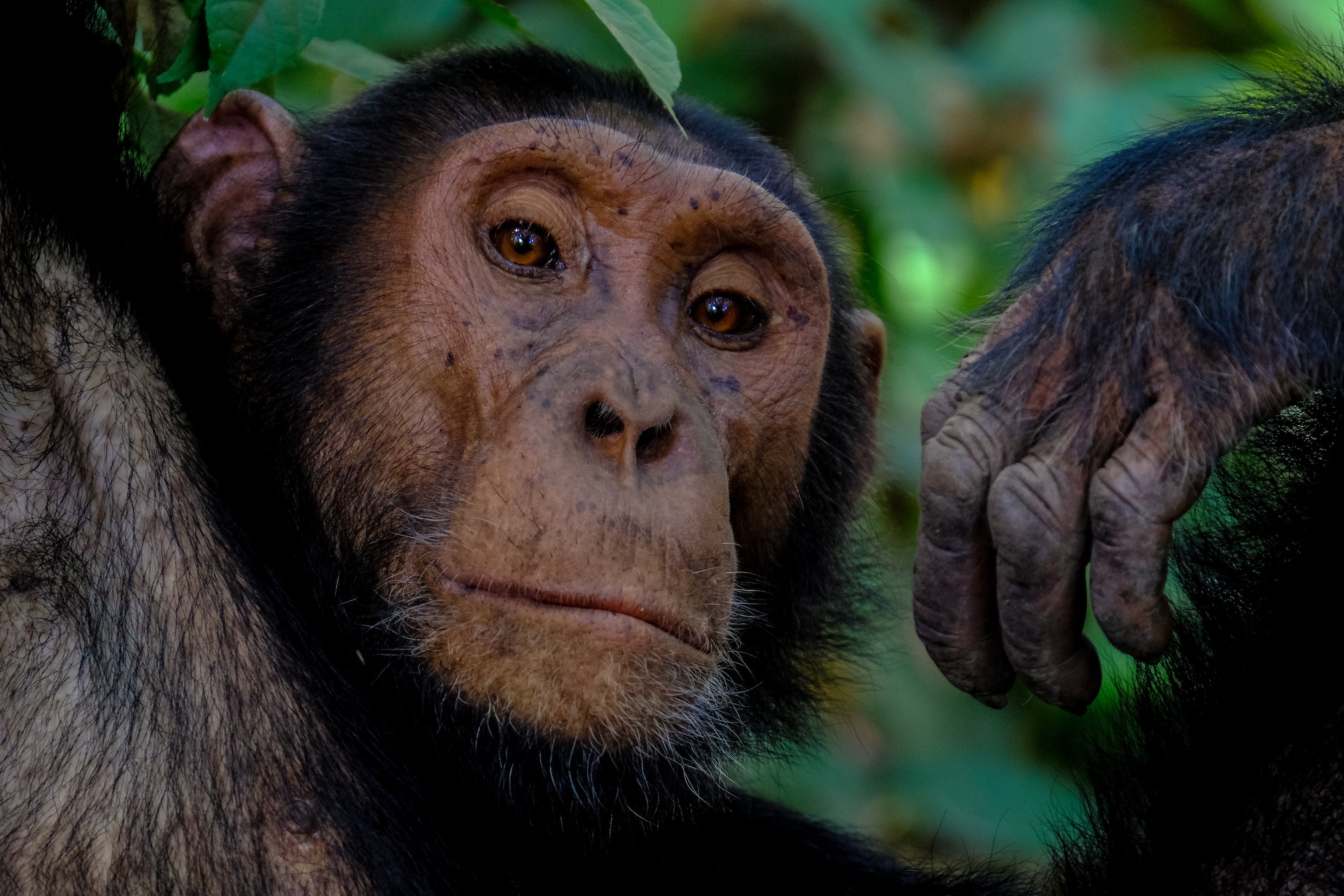 ¿Qué hace ese chimpancé en mi Instagram? Así funciona la venta de animales salvajes