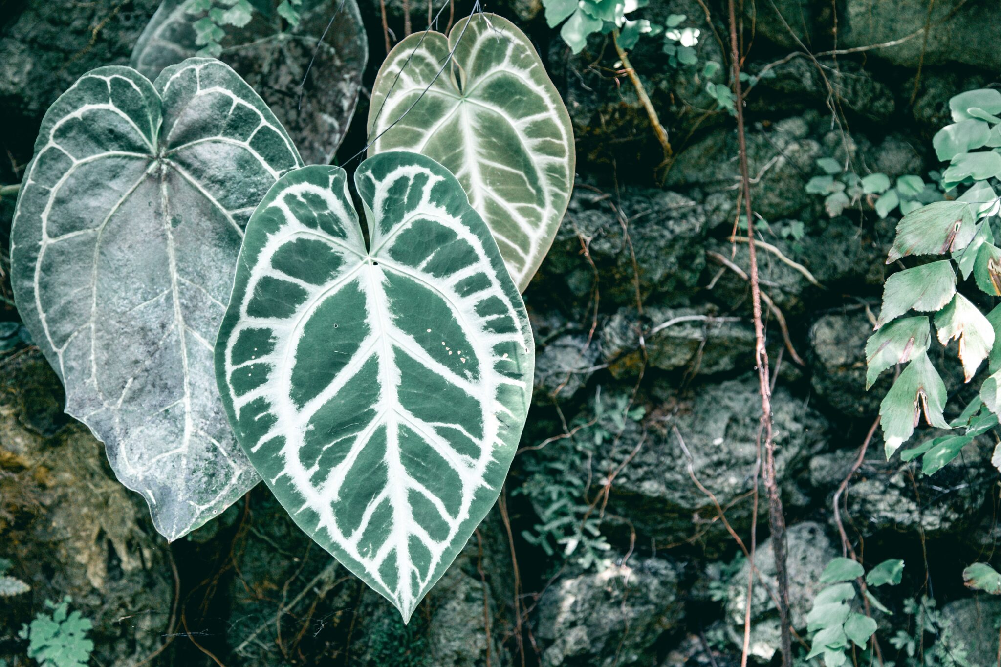 plantas